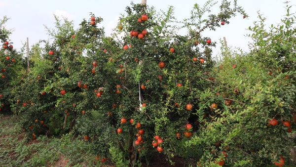 Pomegranate Farming