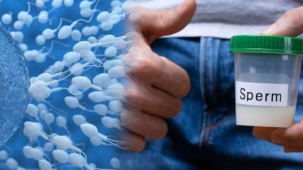 Sperm Donation Sperm Donation