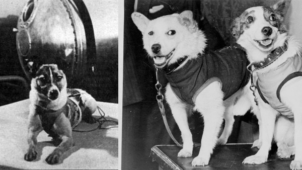 animal who gone space