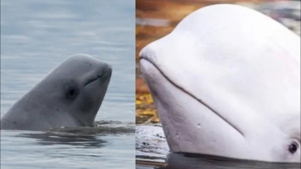 Russian Spy Hvaldimi