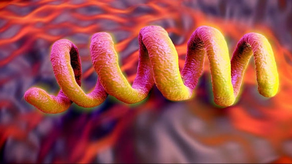 Syphilis Virus Syphilis Virus