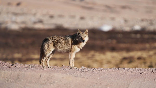 Bahraich wolf attack