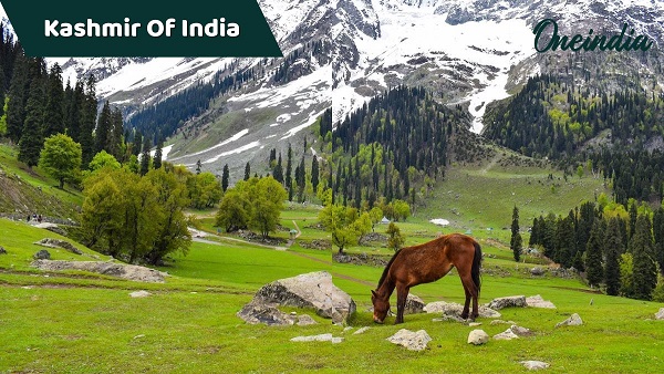 Kashmir Of India Kashmir Of India