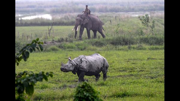 Pobitora Wildlife Sanctuary Pobitora Wildlife Sanctuary