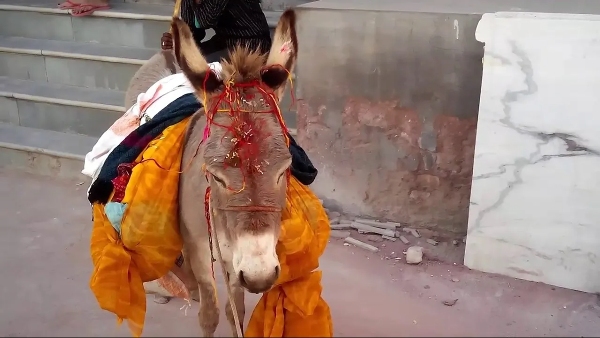 donkey worship donkey worship