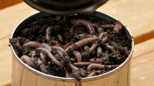 earthworms