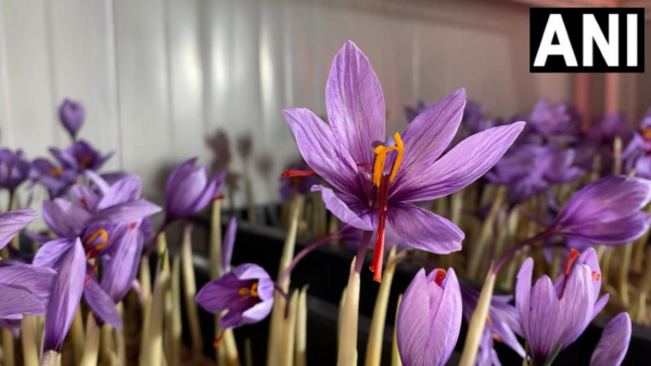 Indoor Saffron Farming