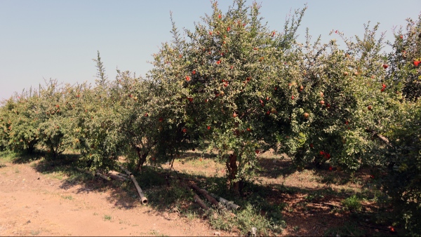 Pomegranate farming
