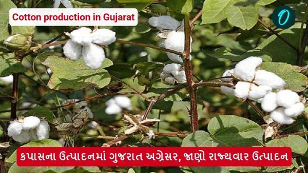 Cotton production in Gujarat