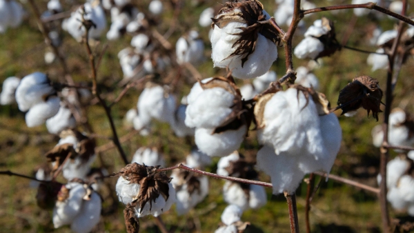 Cotton