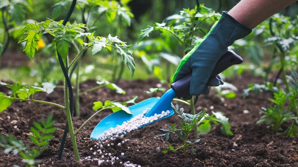 fertilizer shortage news fertilizer shortage news
