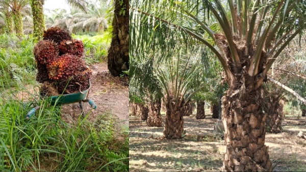 Oil palm farming