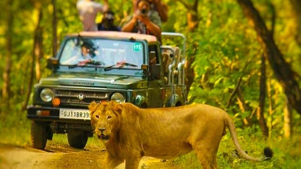 Gir Jungle Safari Gir Jungle Safari