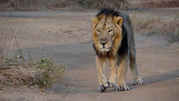 Lion Attack on Farm Laborer Lion Attack on Farm Laborer