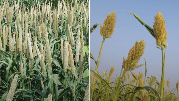 Gujarat News Gujarat News