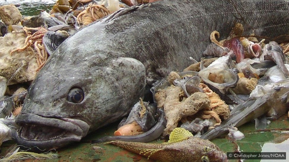 માછલી ચોરતું જહાજ