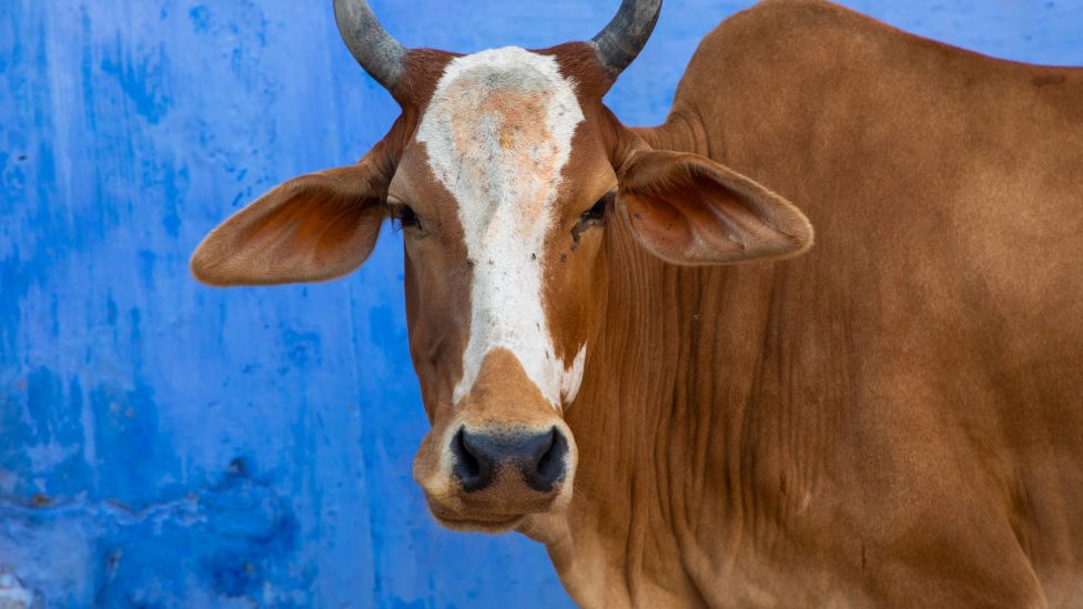 ગાય