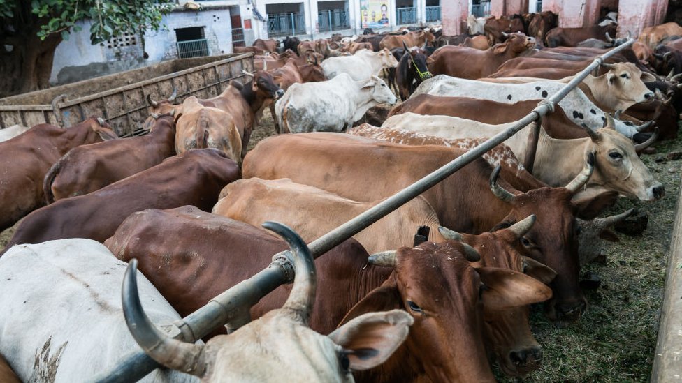ગૌશાળા