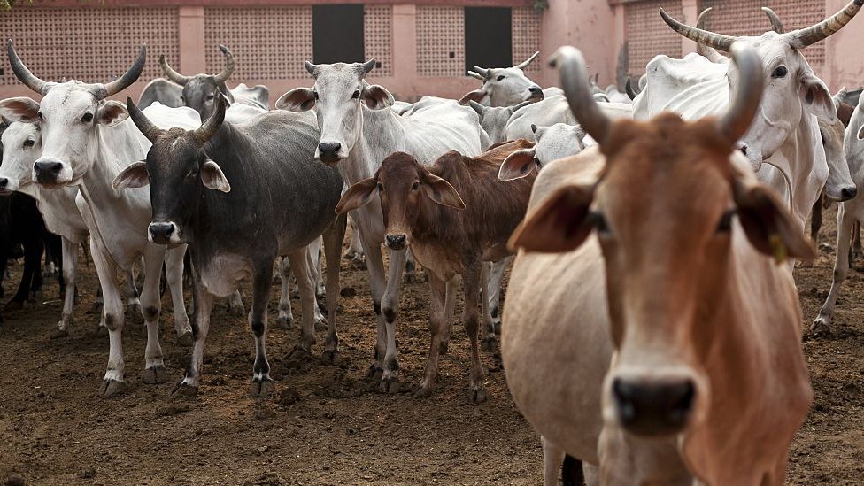 ગાય