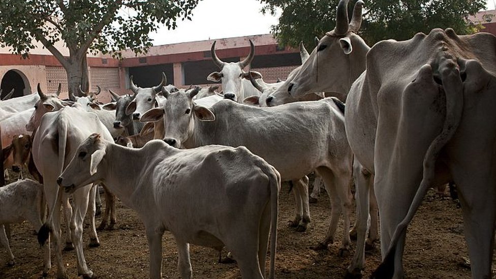 ગાય