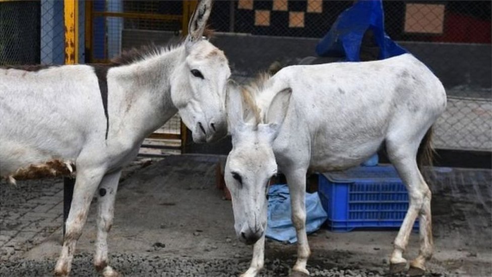 આંધ્રપ્રદેશના વિવિધ જિલ્લાઓમાં ગધેડીના દૂધ અને માંસની માગમાં તેજી આવી છે આંધ્રપ્રદેશના વિવિધ જિલ્લાઓમાં ગધેડીના દૂધ અને માંસની માગમાં તેજી આવી છે