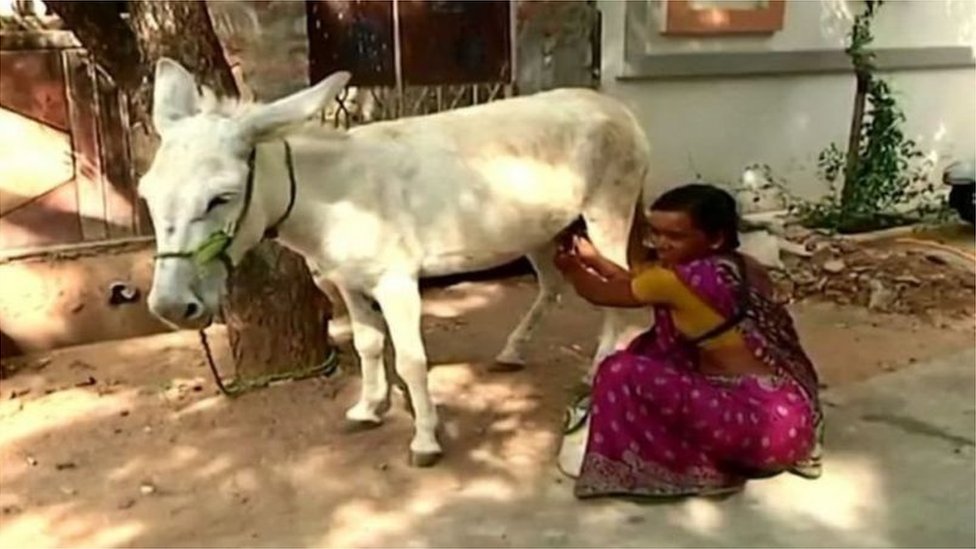 100થી 150 મિલી દૂધબજારમાં 50થી 100 રૂપિયામાં વેચાય છે 100થી 150 મિલી દૂધબજારમાં 50થી 100 રૂપિયામાં વેચાય છે