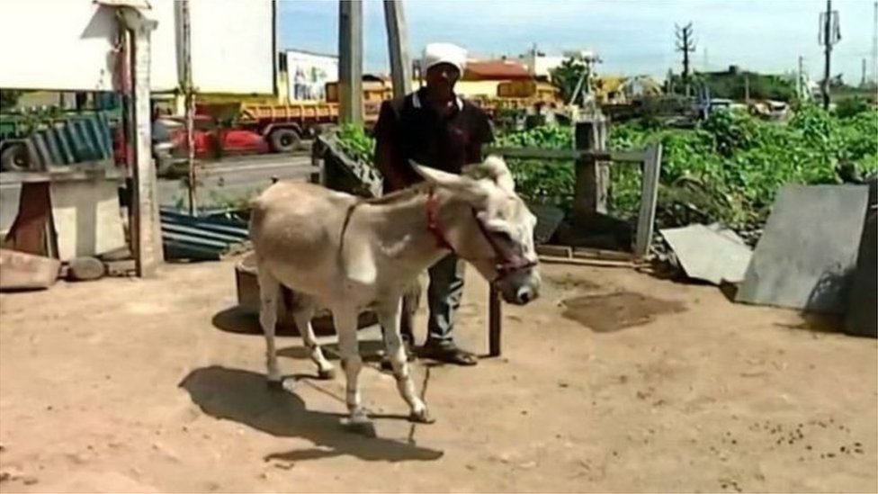 ગધેડીનું દૂધ 100 રૂપિયામાં એક ગ્લાસ મળે છે ગધેડીનું દૂધ 100 રૂપિયામાં એક ગ્લાસ મળે છે