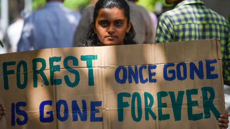 ભારતમાં મોટા પાયે વૃક્ષચ્છેદન