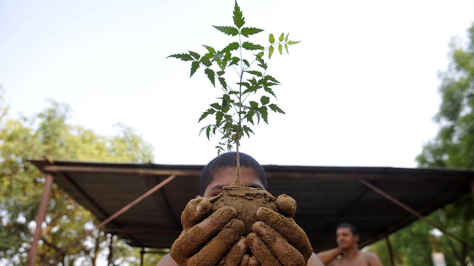 વૃક્ષચ્છેદનના વળતરરૂપે પ્લાન્ટેશનની પ્રવૃત્તિને કેમ અપૂરતી માને છે નિષ્ણાતો?