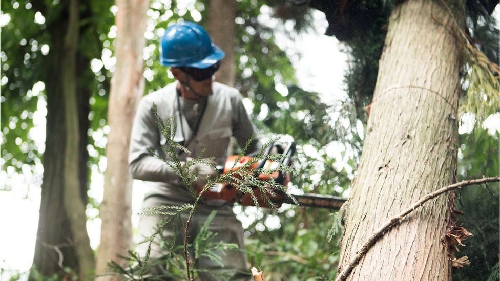 દરેક પ્રોજેક્ટમાં ઓછામાં ઓછા વૃક્ષો કપાયાંના સરકારના દાવામાં કેટલું સત્ય?