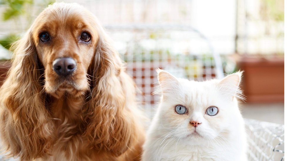 સંશોધન પરથી જાણવા મળ્યું છે કે માણસમાંથી પાલતું કૂતરાં અને બિલાડી પણ થઈ શકે છે કોરોના સંક્રમિત