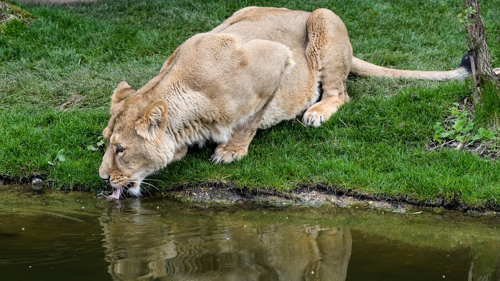 સિંહની એક તસવીર