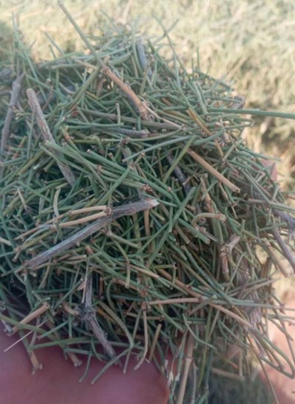 અફીણ ઉપરાંત ઇફેન્ડ્રાનું વાવેતર કરનારા ખેડૂતો પાસેથી તાલિબાનો જકાત ઉઘરાવે છે