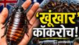 ऑस्ट्रेलिया में 1 लाख 'विशालकाय' कॉकरोच गिरफ्तार, वजह जानकर आप भी माथा पीट लेंगे