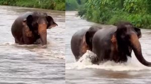 पानी में  मस्ती करते दिखी गजराज की टोली, वायरल हुआ वीडियो