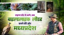 MP News: जंगल में दौड़ने को तैयार मादा चीता, ‘टाइगर स्टेट’ से आगे बढ़कर वन्यजीव संरक्षण का राष्ट्रीय मॉडल बन रहा मध्यप्रदेश