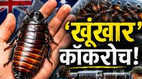 Australian Cockroach Bust: ऑस्ट्रेलिया में 1 लाख 'विशालकाय' कॉकरोच गिरफ्तार, वजह जानकर आप भी माथा पीट लेंगे