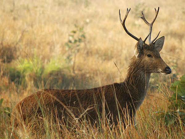 ... तो कमज़ोर दिल वाले ना पढ़ें 'इस' जीव की कहानी