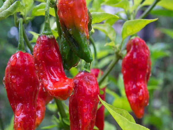 'भूतिया मिर्ची' खाने का लिया चैलेंज, गले में हो गया 1 इंच का छेद