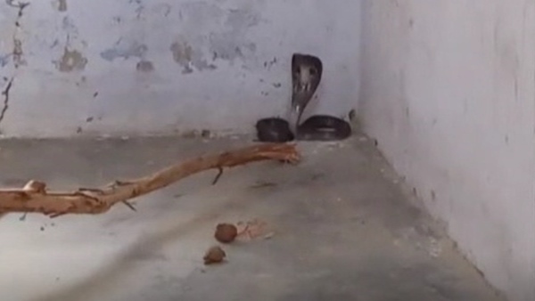 VIDEO: क्लास में फन फैलाए बैठा था काला नाग, ​देखते ही मचा हड़कंप