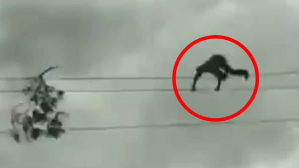 हैरान करने वाला VIDEO: नंगे पैर हाईटेंशन वायर पर चलता दिखा ये शख्‍स, देखने वाले कांप गए