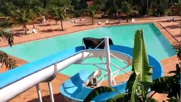 मौत के चंगुल से छूटकर भागी गाय वाटर पार्क पहुंची, फिर स्लाइड का लेने लगी आनंद, Video Viral