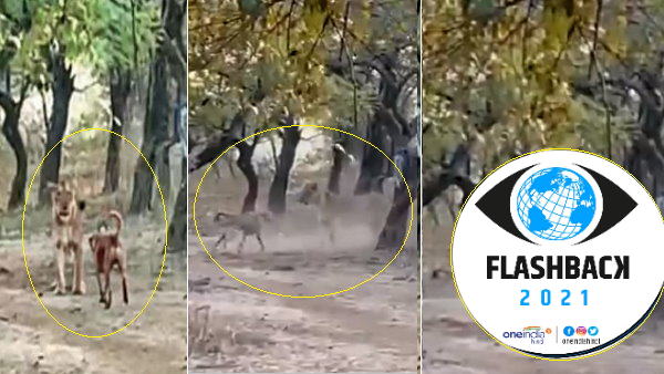 flashback 2021: कुत्ते से हारी शेरनी, कहीं शेरों को भी कोरोना हुआ, यूं पूरे साल छाए रहे जंगल के राजा