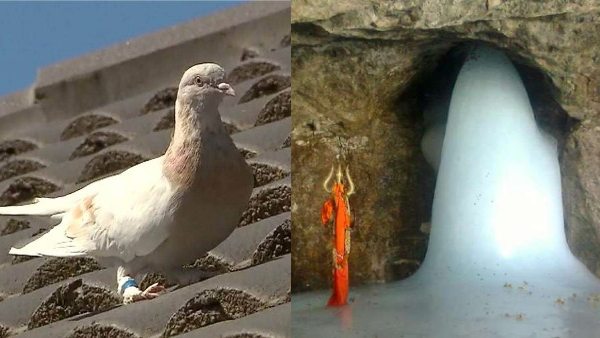 VIDEO: क्या अमर हैं अमरनाथ गुफा में रहने वाले 2 कबूतर? इस तरह भगवान शिव के क्रोध से बचे थे दोनों