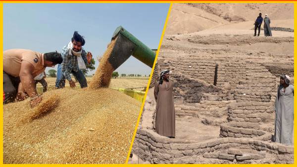 मिस्र को खाद्य संकट से 'आलू' बचाएगा ! गेहूं के लिए भारत से उम्मीद