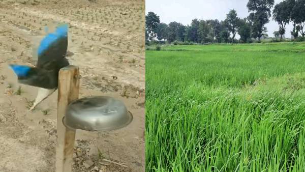 गांव के किसान के आगे बड़े-बड़े इंजीनियर्स फेल! ऐसा 'जुगाड़' बनाया कि चिड़िया के आते ही खेत में बज रही घंटी