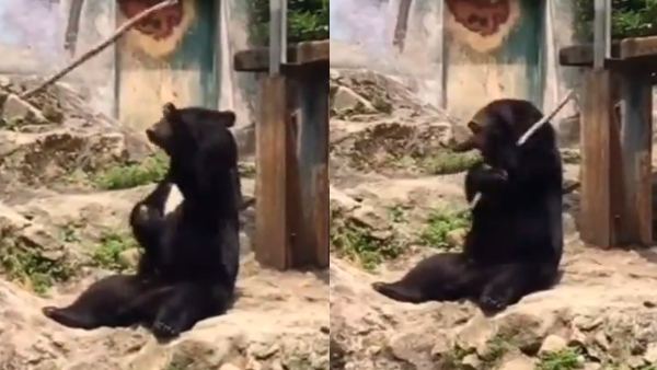 Video: ये भालू है या फिर कोई समुराई फाइटर! देखेंगे टैलेंट तो चकरा जाएगा माथा