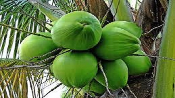 World Coconut Day 2022: पूर्वाचल में बढ़ रही नारियल की डिमांड,खेती को मिल रहा बढ़ावा