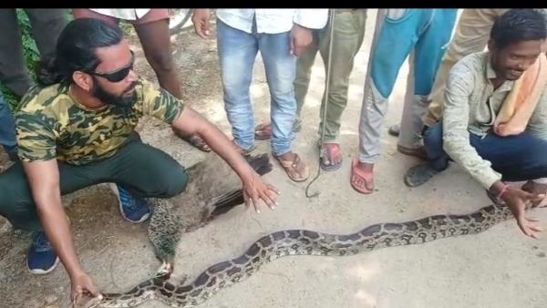 मोर से लिपटा था 14 फीट का अजगर, इतने में पहुंच गया किसान