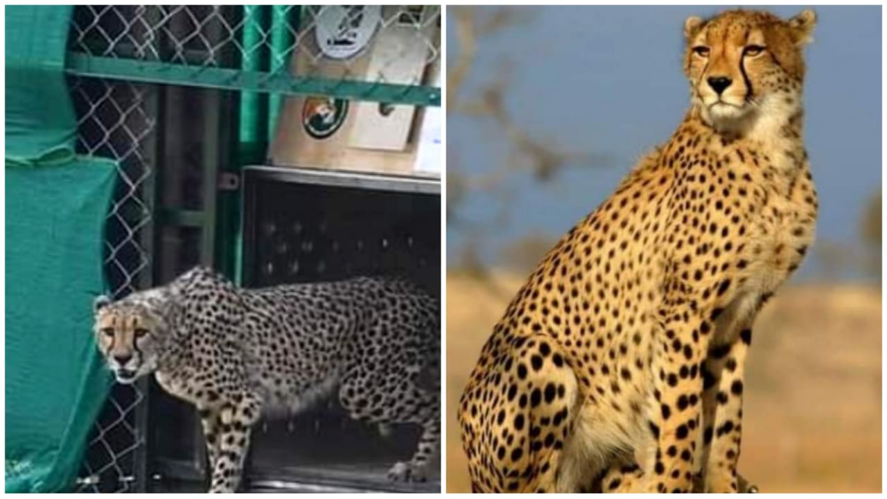 Kuno national park: बारिश ने लगाया चीतों के बाहर आने पर ब्रेक, बड़ा बाड़ा हुआ क्षतिग्रस्त
